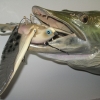 img_0234 img_0234