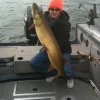 49\" Musky Caught on Wooly Bully!